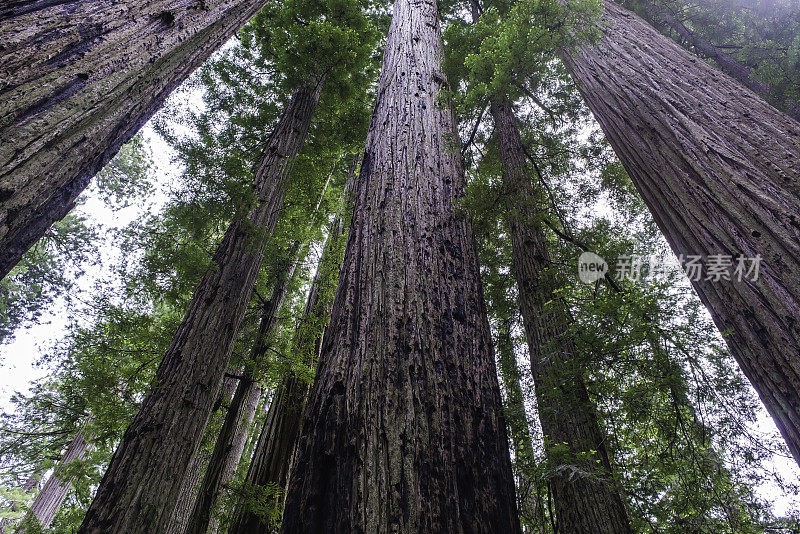 红杉(Sequoia sempervirens)是柏科(柏科)红杉属(Sequoia sempervirens)中唯一的活种。常见的名字包括海岸红杉、加州红杉和巨型红杉。北海岸红杉州立公园;再保险